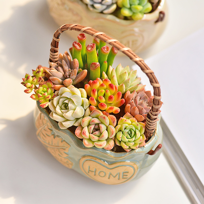 Nordic Style Ceramic Basket Su - Snake Plant Ceramic ulasan dan harga
