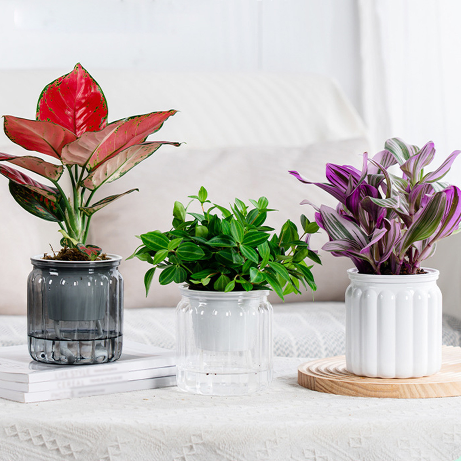 Modern Self-Watering Planters  - Snake Plant Ceramic ulasan dan harga