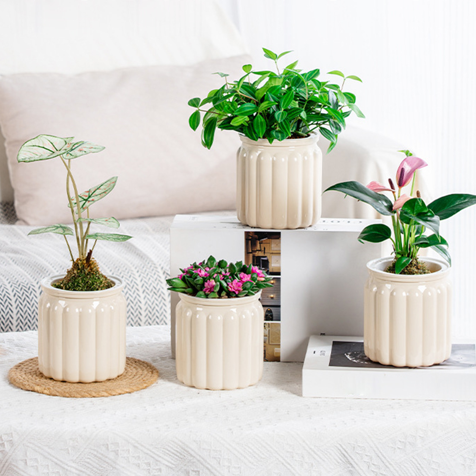 Modern Self-Watering Planters  - Snake Plant Ceramic ulasan dan harga